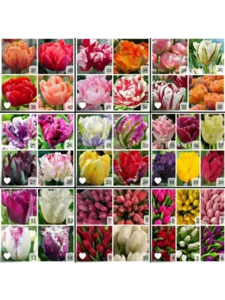 Тюльпаны микс ,луковицы (7 штук)