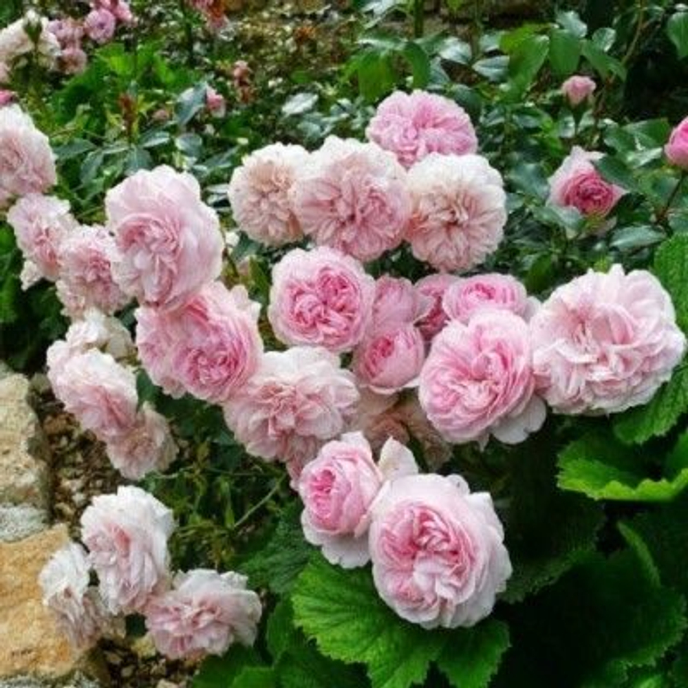 Роза Розалинд английская саженец с ЗКС.
