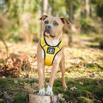 Шлейка Premium Dog Harness v2.0 BullyBillows