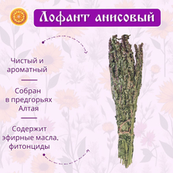 Лофант анисовый пучок.