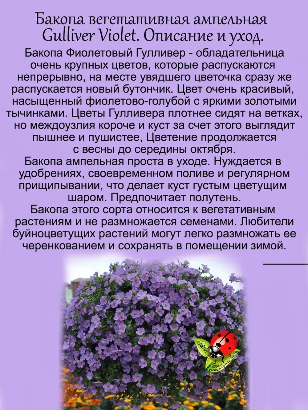 Бакопа Фиолетовый Гулливер ампельная