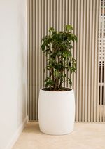 Кашпо CIGAR NERO