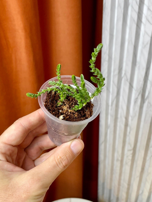 Крассула Плауновидная, D5см Н10см, 1шт, Urban Jungle