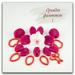 Орхидея фаленопсис L