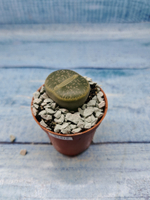 Lithops sp. (Литопсы)