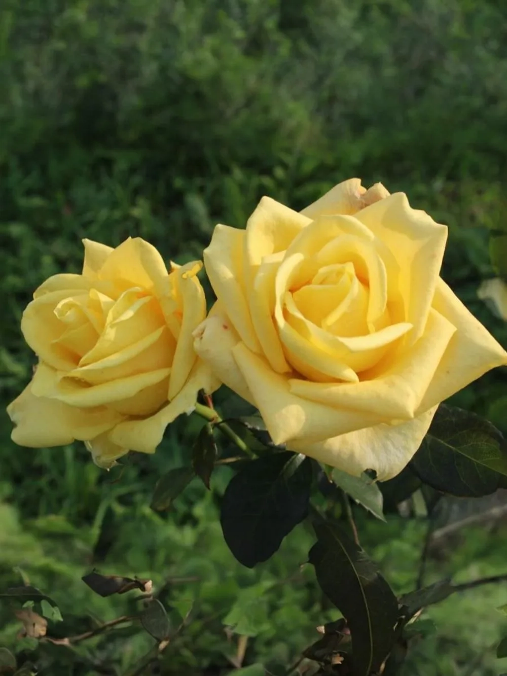 Роза чайно-гибридная Голден Тауэр