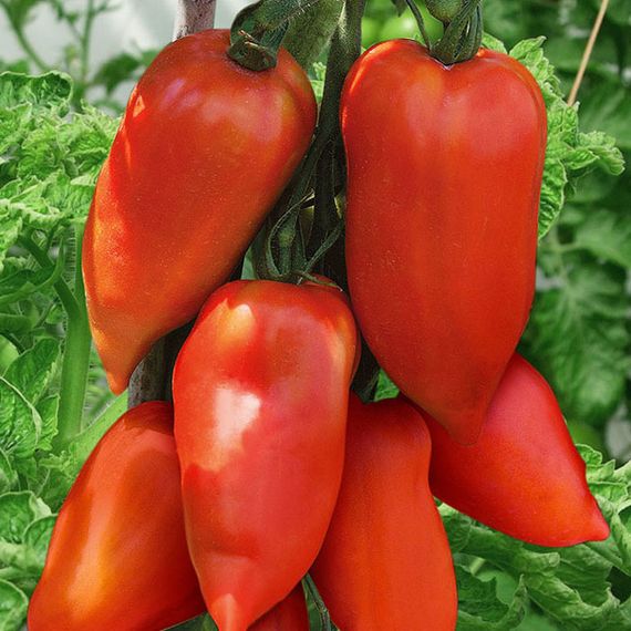 КОРНАБЕЛЬ F1 семена томата купить