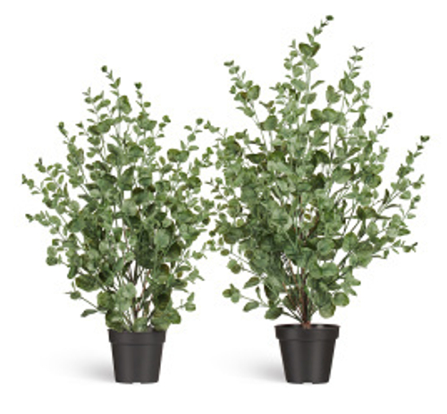 Эвкалипт куст припылённо-зелёный 80 см