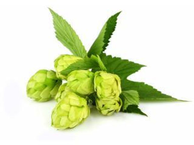 Новинка от немецких хмелеводов