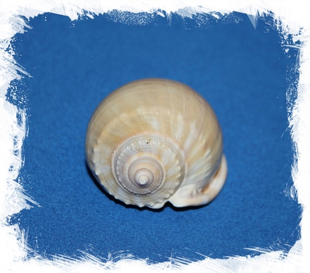 Фалиум Глаукум, 7-9см, 1шт