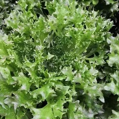 Фриссе БИО / 150 гр