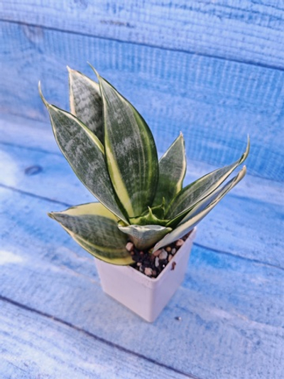 Sansevieria Golden Hahnii (Сансевиерия)