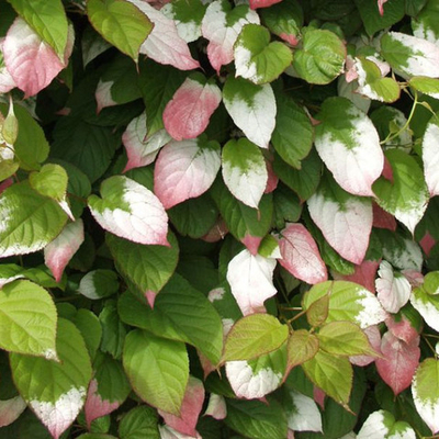 Актинидия коломикта Адам (горшок 2л)