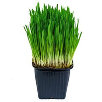 Травка пророщенная (в горшочке)