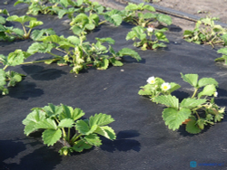 Укрывной материал. Агротекс  СУФ 60 черный.(3,2х10м)