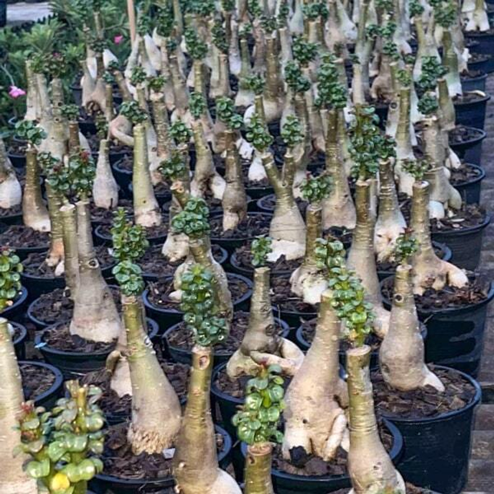 Адениум DHA ROSE LEAF привитый