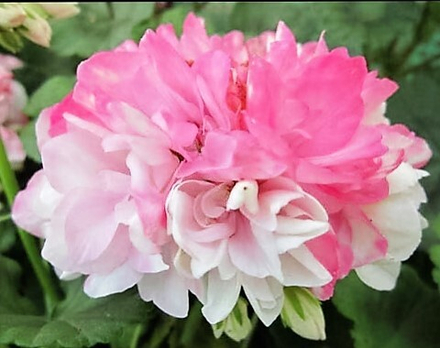 Пеларгония Susan Paune ОКС укорененный черенок