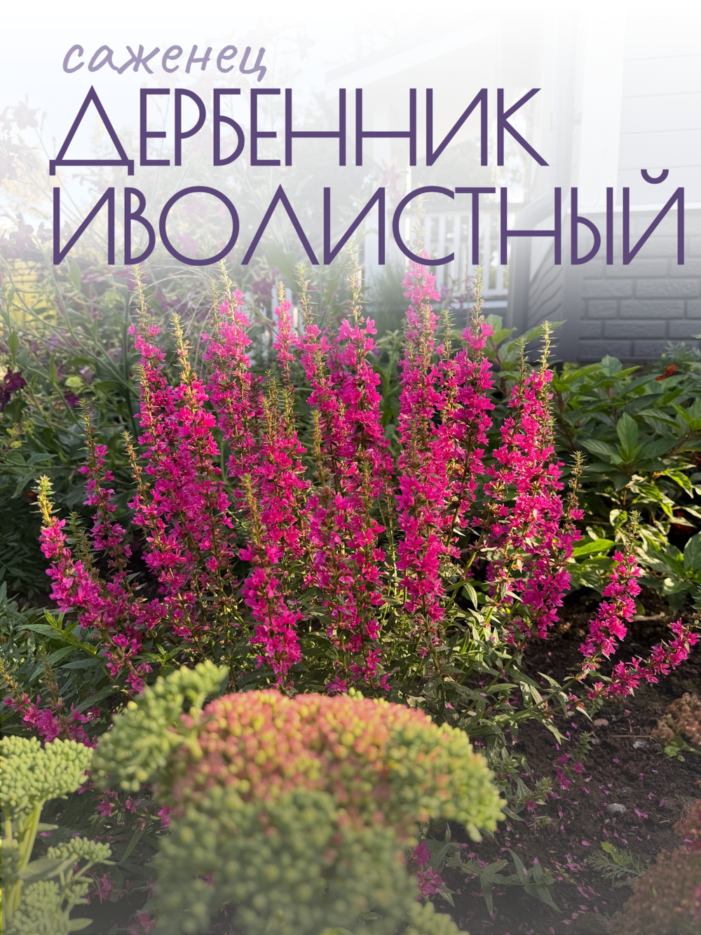 Растение многолетнее набор из 4 шт