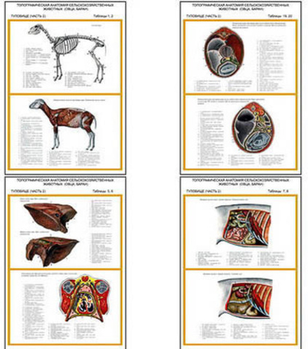 Плакаты ПРОФТЕХ "Топограф. анатомия. Овца, баран. Туловище" (11 пл, винил, 70х100)