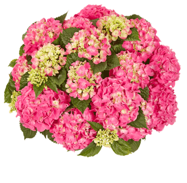 Гортензия крупнолистная (Macrophylla) Tabletensia Pink 12 шт.