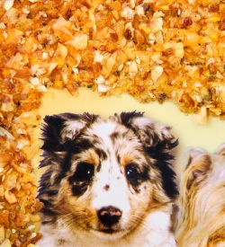 AMB-51/51 Картина «Дружная семейка кошек и собак» (с янтарной крошкой) дер.рамка 21х30