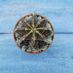 Gymnocalycium Friedrichii (Гимнокалициум)