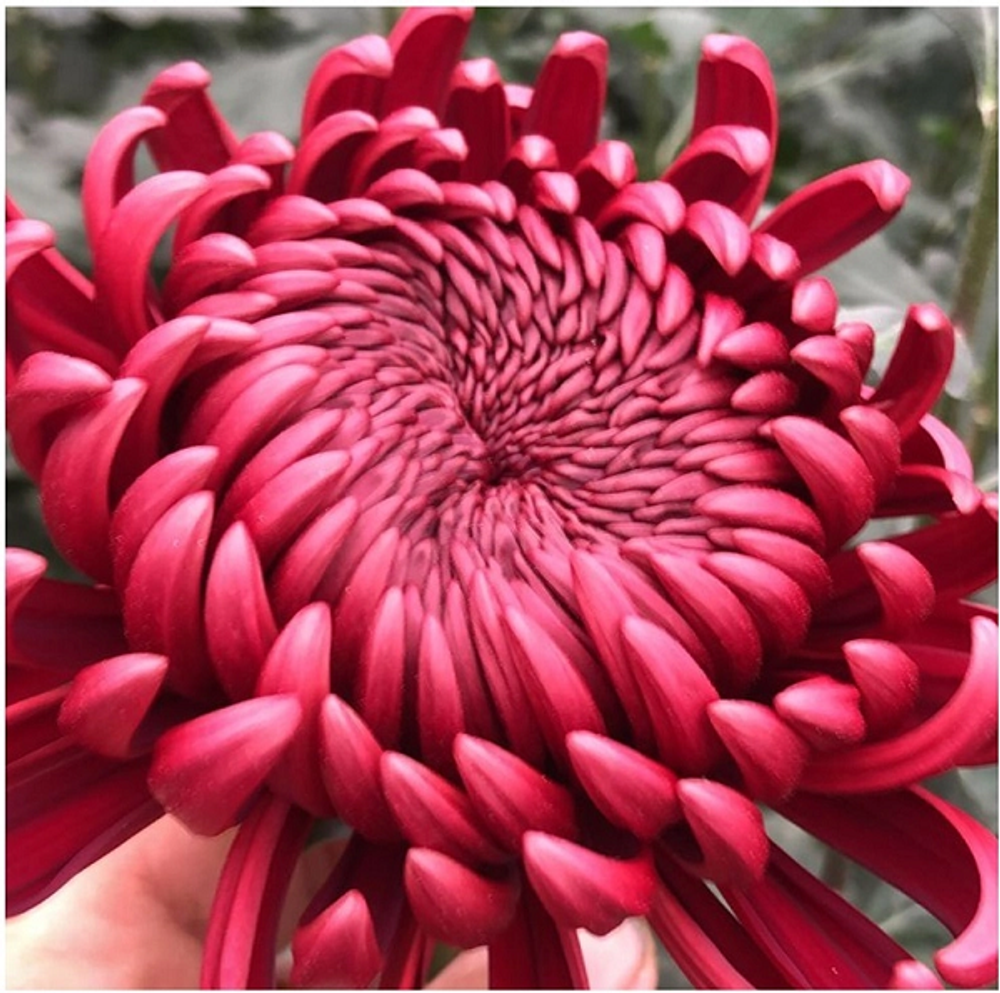 Bigoudi red ☘🌻 о.6 (отгрузка август - сентябрь 2025г)