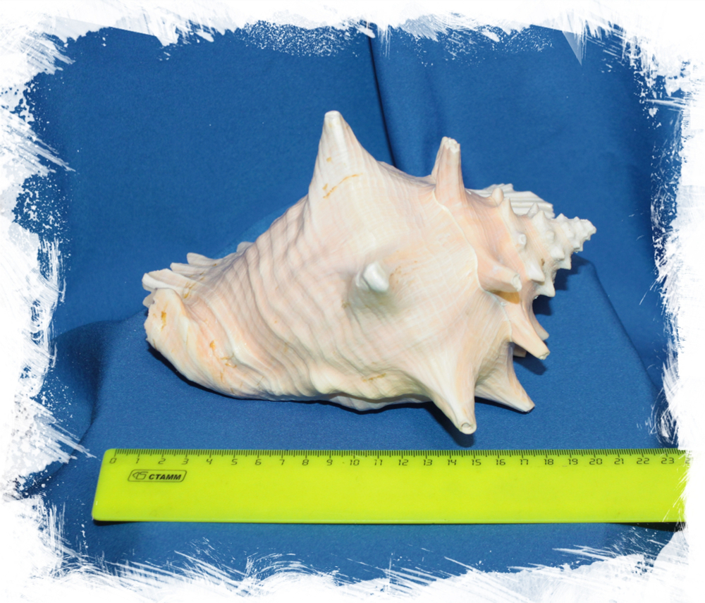 Стромбус Гигас размеры