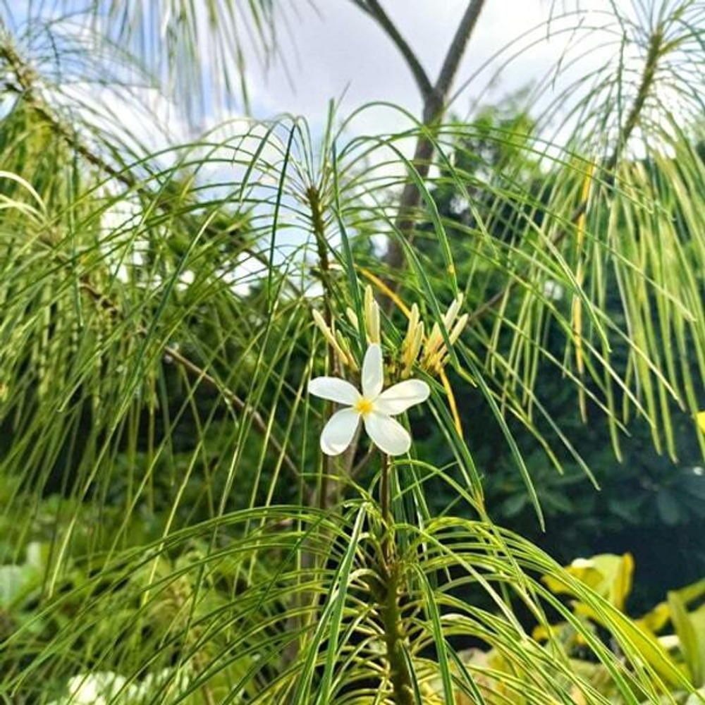 Плюмерия филифолия FILIFOLIA