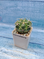 Gymnocalycium Monvillei (Гимнокалициум)