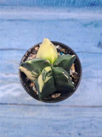 Astrophytum Myriostigma variagate (Астрофитум вариегатный)