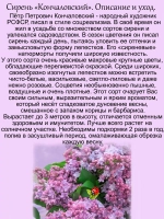 Сирень Кончаловский переливчатая махровая