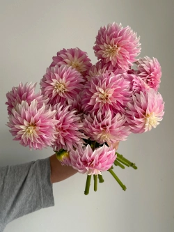 Георгин Verronnes DF (корень) Закупка М55 апрель 2026