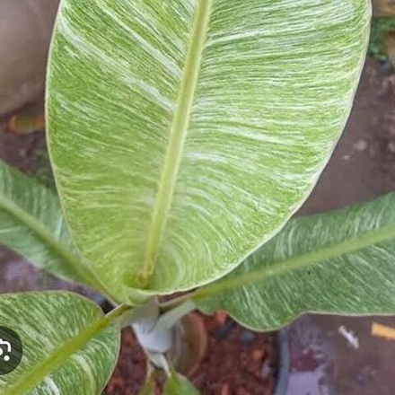 Банан вариегатный TANEE MARBLE