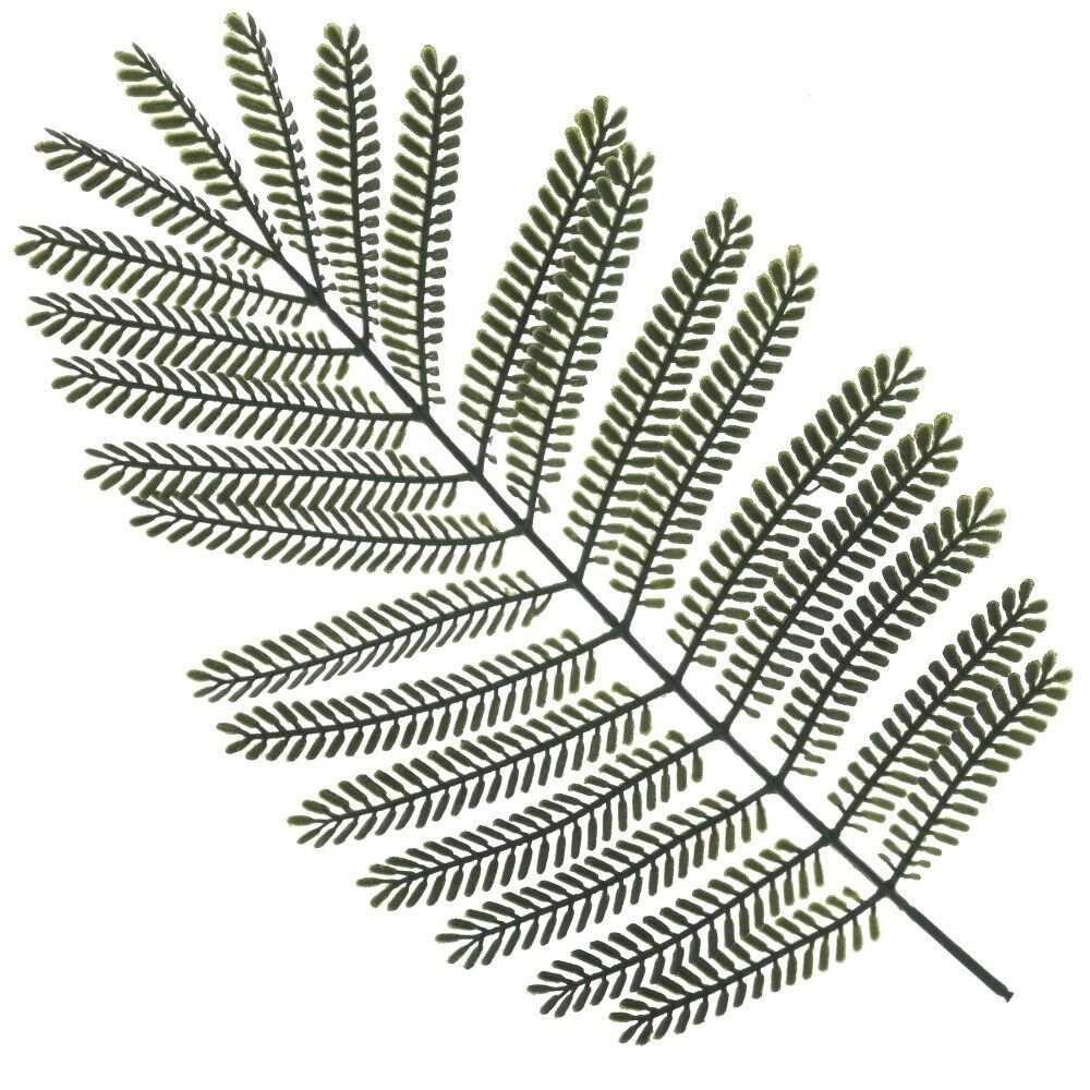 GAEM Цветочная композиция "Пальма", L75 W55 H120 см