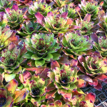 Неорегелия SUPER CUTE