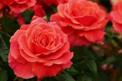 Ай Эм Макмилан (I Am Macmillan)