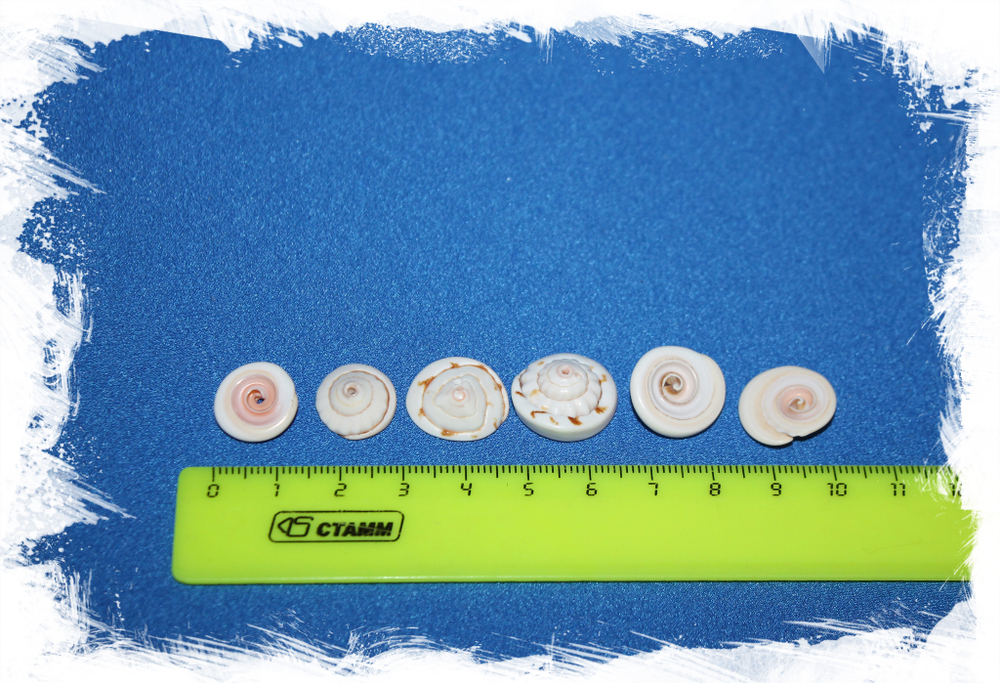 Морские ракушки бусины с дырочкой для украшений