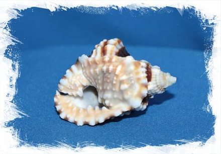 Дисторсио Анус, 3-5см, 1шт