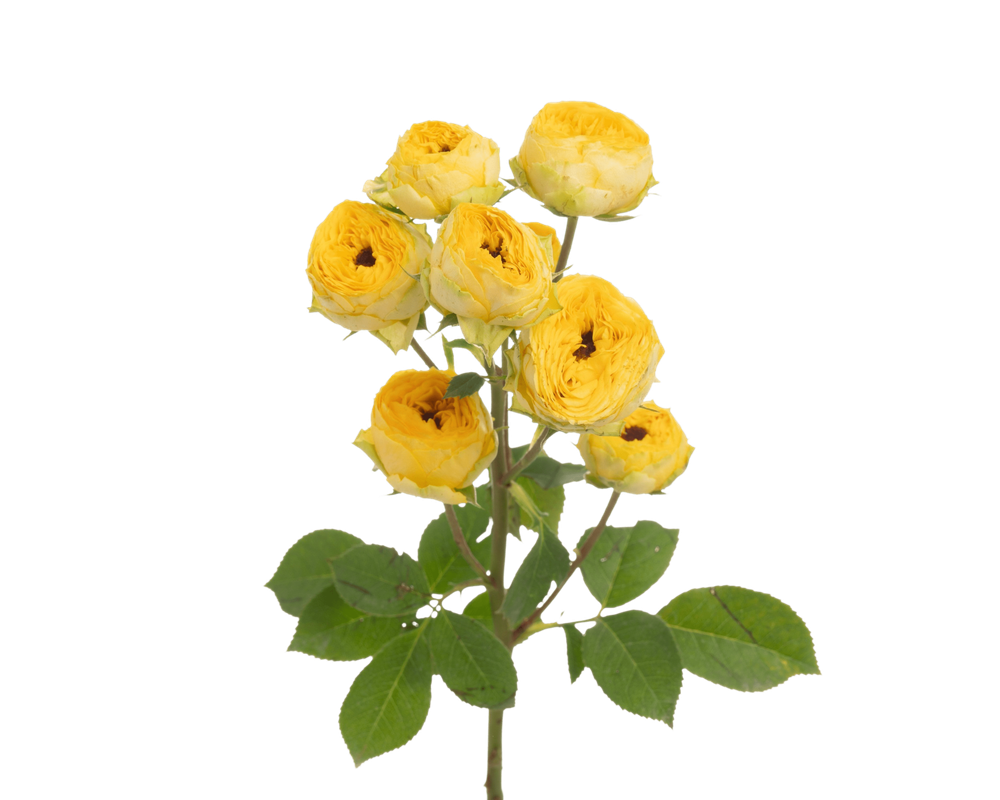 Golden Trendsetter (NL)