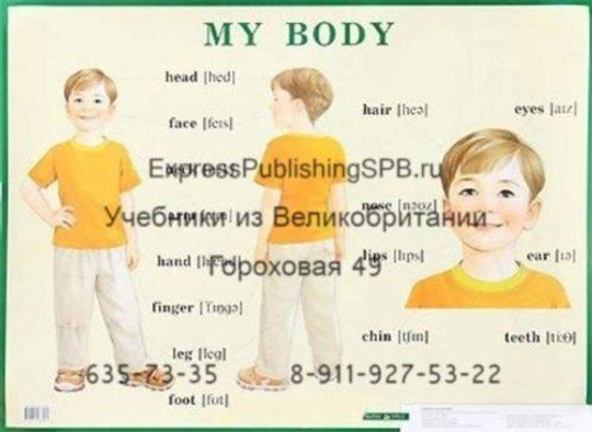 My body / Строение тела человека. Наглядное пособие на английском языке для начальной школы