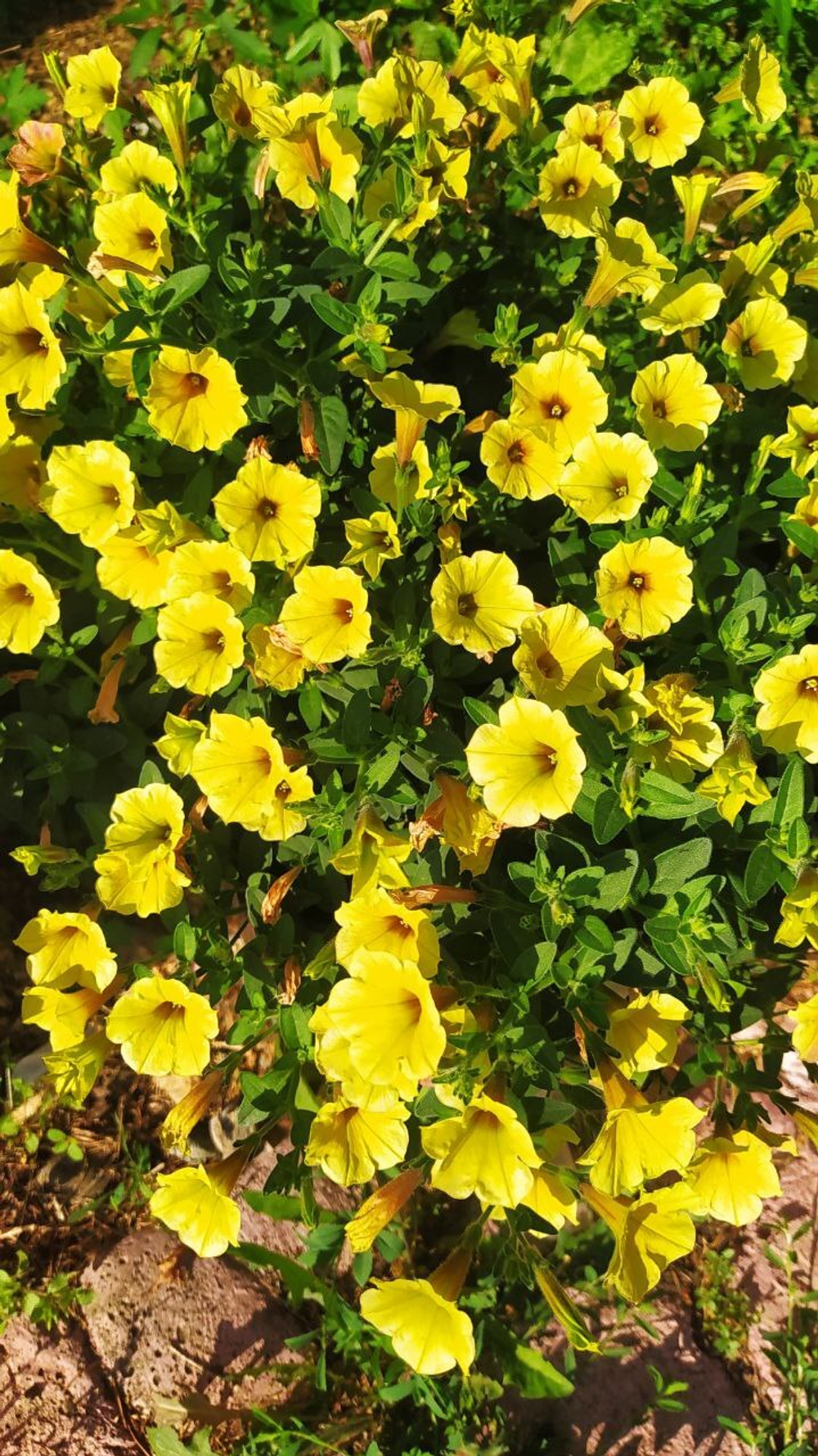 П16 Петуния MINI VISTA YELLOW
