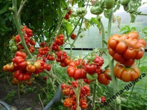 Помидоры Reisetomate