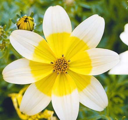 ЕВРО Биденс Taka Tuka® M White & Yellow укорененный черенок ОКС февраль 26 Volmary