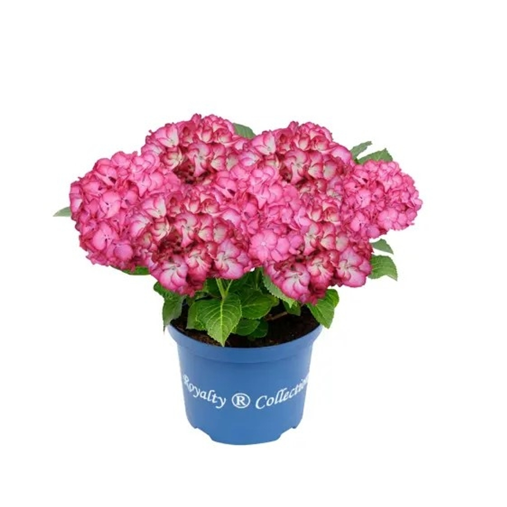 Beauty Of Boskoop/ Бьюти Оф Боскоп  (Стандарт поставки Р9)2025г