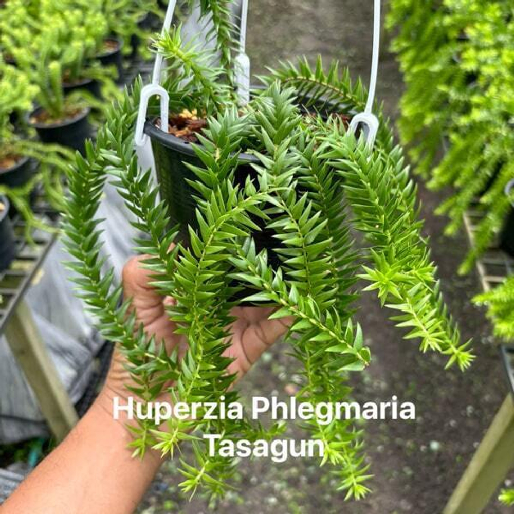 Хуперция H.PHLEGMARIA TASAGUN 5" (H97)
