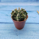 Gymnocalycium Friedrichii (Гимнокалициум)