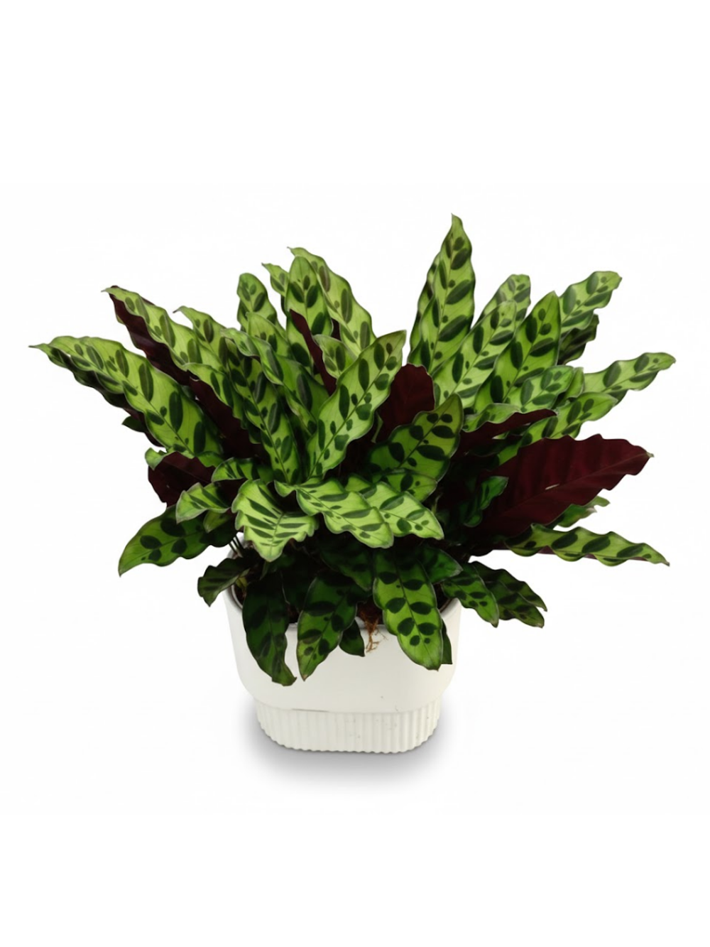 Калатея Leopard Pattern д.21