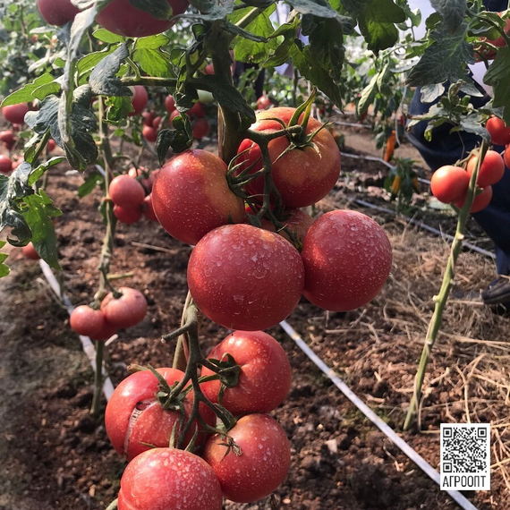 Цинто F1 семена томата индетерминантного (Rijk Zwaan / ALEXAGRO) культура