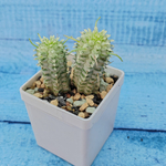 Euphorbia Mammillaris Variegata (Эуфорбия)